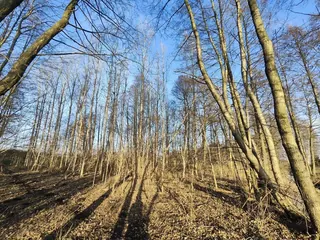 Działka Józefowo - 0,5384 ha