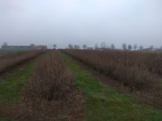 Gospodarstwo rolne - Cząstków