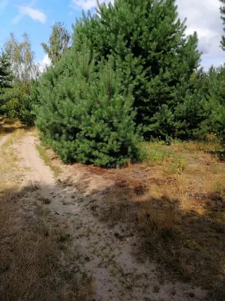 Działka Korzecznik Podlesie