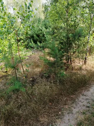 Działka Korzecznik Podlesie