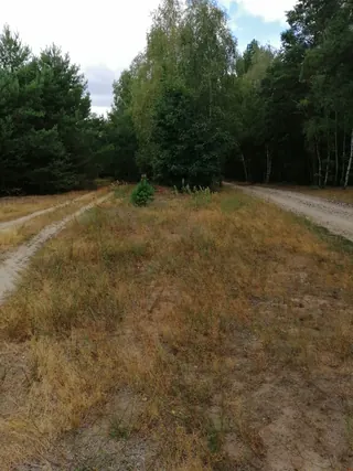 Działka Korzecznik Podlesie