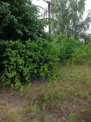 Działka Korzecznik Podlesie