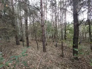 Działka - Nowiny Brdowskie - 36ar