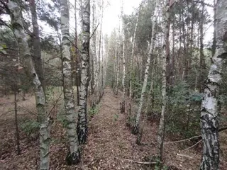 Działka - Nowiny Brdowskie - 36ar