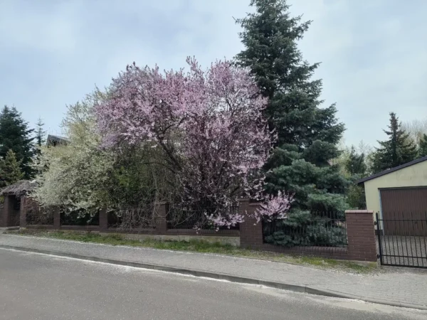 Dom jednorodzinny Izbica Kujawska 220m2 - obrazek 29